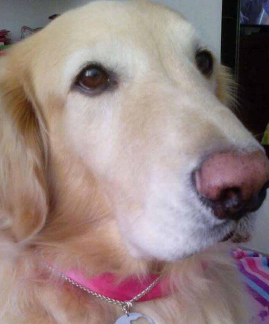 placas de identificación para mascotas - Petlat