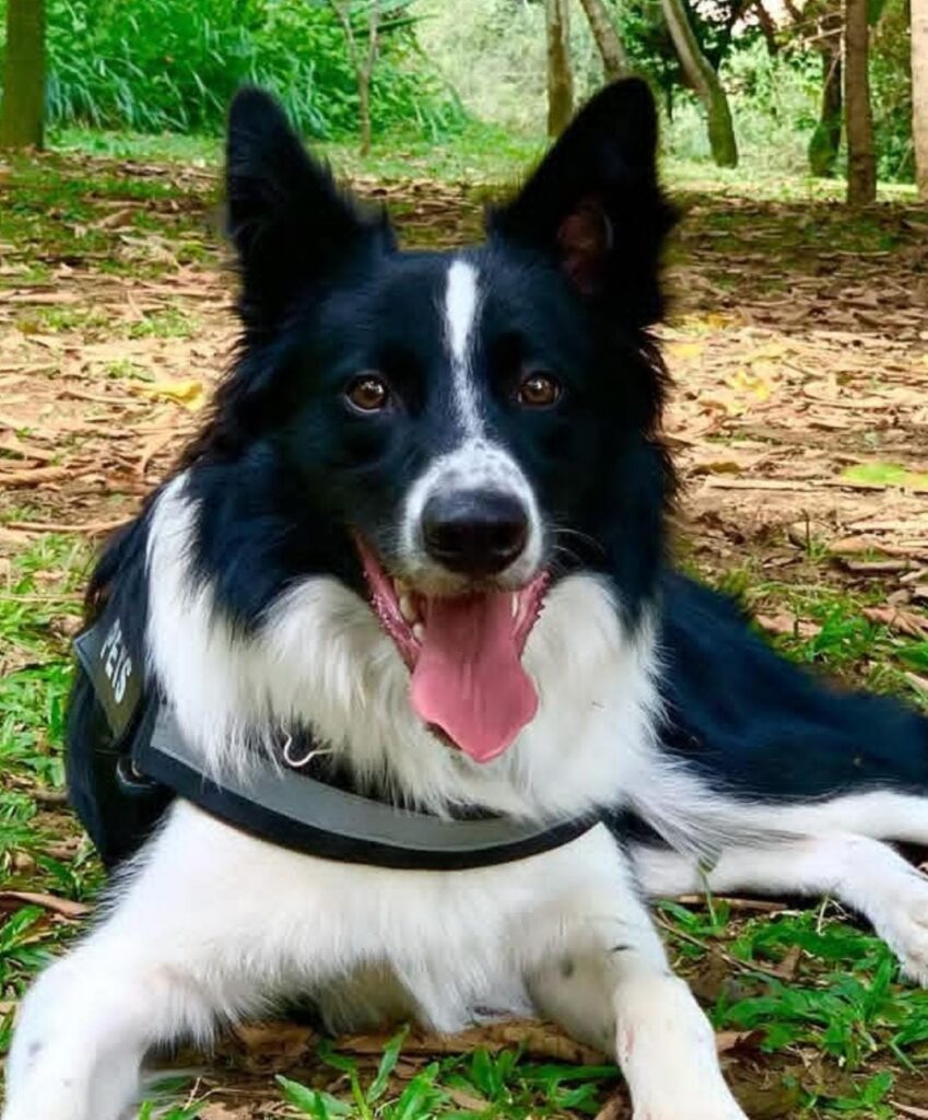 Perro de raza mediana con placa inteligente PetLat descansando sobre el pasto, tecnología QR y NFC para identificación segura y rápida