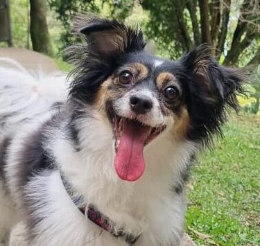 Perro pequeño feliz con placa inteligente PetLat en el parque, con tecnología QR y NFC para identificación rápida y segura